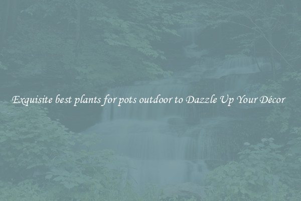 Exquisite best plants for pots outdoor to Dazzle Up Your Décor  